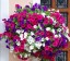 2000 szt. nasion Petunii wielkokwiatowej zwisającej idealnej na balkon w pudełku łatwy w uprawie mix kolorów 1