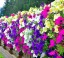 2000 szt. nasion Petunii wielkokwiatowej zwisającej idealnej na balkon w pudełku łatwy w uprawie mix kolorów 2