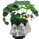 30 pz Sacchetto in rete per frutta contro gli insetti 15x20 cm Sacchetto protettivo per frutti Copertura da giardino per frutta e verdura Imballaggio riutilizzabile 1