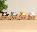 Dekorativ miniatyrkatt i en låda 7