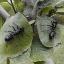 Dekorativ miniatyrmyra 2 st 3