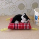 Coussin décoratif avec un chat 2