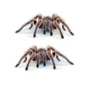 3D Car Sticker Animal 8