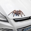 3D dierenauto sticker 1