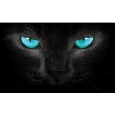 3D-mærkat til bilens bagrude 11
