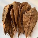 50 stycken äkta spireablad för akvarium 3