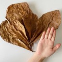 50 stycken äkta spireablad för akvarium 5