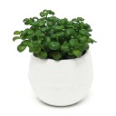 Mini blomkruka med skål C1168 1