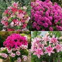 Tillväxtgödsel för blommor 3