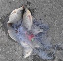 Fisknät för massfångst J3324 9