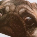 Mops bil klistermärke 5