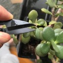 Bonsai beskärningssax 4
