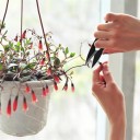 Bonsai beskärningssax 5