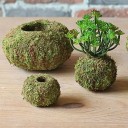 Moss blomkruka 2