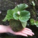 Moss blomkruka 3