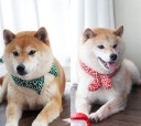 Bomullsscarf för hundar runt halsen Rund scarf med knut och två spetsar fram Vitt ornamentalt mönster på färgad bakgrund Knäppning bak 4