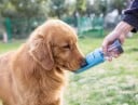 Rejseflaske til hunde 4