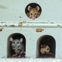 Adhesivo de pared de ratón, 3 piezas 2