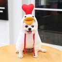 Djurdräkt för hundar 6