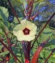 Abelmoschus esculentus Red Burgundy okra magvak, 20 db-os csomag, piros hüvelyek, ehető zöldség, amely kertben és üvegházban is termeszthető 4