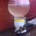 Abreuvoir pour bouteille pour abeilles 10 pcs 7