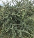 Acacia mellifera siemenet, 10 kpl, afrikkalainen akasia, jossa on kermaisia pompom-kukkia, pieniä vihreitä lehtiä, istutus keräilijöille 2