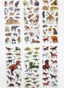 Adesivi Animali Selvatici - 200 pz 5