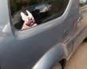 Adesivo per auto bulldog 1