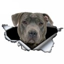 Adesivo per auto cane A1637 7