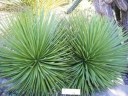 Agave striata subsp. striata Seeds, 10 pcs, succulent with narrow silvery blue leaves in a dense clump, suitable for pots and collectors 2