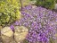 Albastru-violet Rock Cress Cascade anuale Lobelka decor de balcoane și terase într-o cutie ușor de cultivat semințe 600 buc. 2