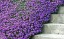 Albastru-violet Rock Cress Cascade anuale Lobelka decor de balcoane și terase într-o cutie ușor de cultivat semințe 600 buc. 4