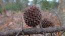Allocasuarina verticillata siemenet, 10 kpl, australialainen puu roikkuvilla oksilla ja pallomaisella latvalla, istutus puutarhaan ja keräilijöille 2