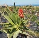 Aloe arborescens magyalfák, 10 db, szukkulens narancssárga-vörös virágokkal és zöld levelekkel, üvegházi ültetéshez és gyűjtőknek 3