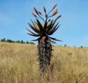 Aloe marlothii subsp. marlothii magvak, 30 db-os csomag, impozáns afrikai aloe gyűjtőknek és pozsgás növénygyűjtőknek 1