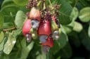 Anacardium occidentale kešu zaden, 20 stuks, volwassen tropische fruitboom voor verzamelaars en grotere teeltprojecten 2
