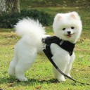 Åndbar hundesele i net med snor Tilbehør til små hunde og hvalpe Sele- og snorsæt Vest med reflekterende elementer 4-6 kg 5