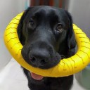 Anel voador de borracha resistente para cães 17,5 cm Brinquedo para lançamento, busca, treino e jogos aquáticos para cães pequenos, médios e grandes 2