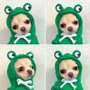 Animal Outfit for Dogs 5
