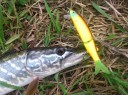 Appât avec yeux de poisson 3D J3213 9