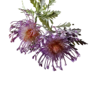 Artificial Decorative Flower Realistic Flower on Stem 38x10 cm Plastic Design for Arranging and Interior Decoration 3