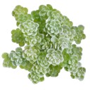 Artificial Decorative Succulent 2