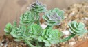 Artificial Succulent 9