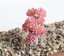 Artificial Succulent 12