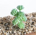Artificial Succulent 13