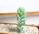 Artificial Succulent 14