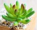 Artificial Succulent C580 16