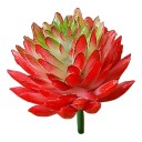 Artificial Succulent C642 5