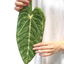 Asciugamano da mano a forma di foglia assorbente appeso rinforzato asciugamano da cucina e da bagno verde accessorio decorativo 4