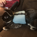 Atmungsaktives Netzgeschirr mit Leine für Frettchen, Meerschweinchen, Kaninchen 0,4 bis 0,8 kg Verstellbares weiches Geschirr für kleine Haustiere 2
